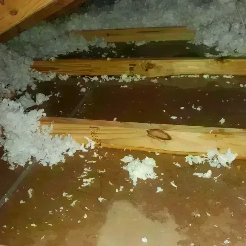 Attic Water Damage in Burlington, KY