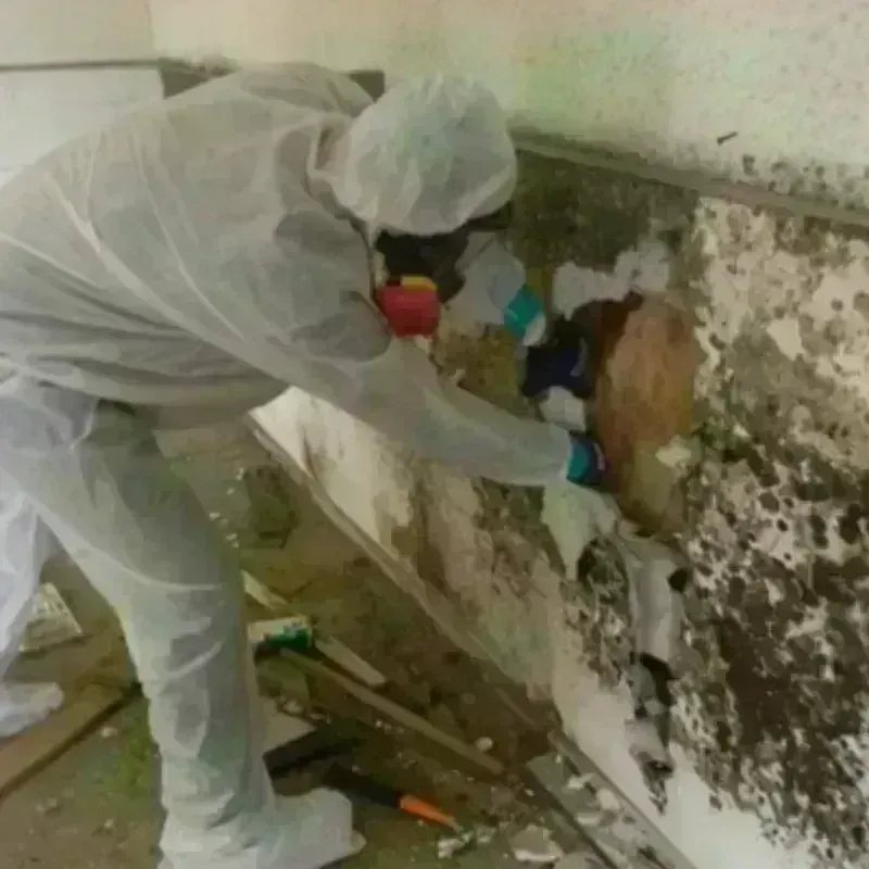 Mold Remediation and Removal in Burlington, KY